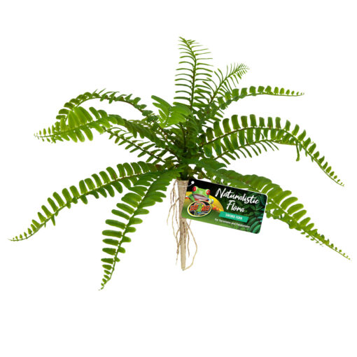 ZOOMED NATURALISTIC FLORA SWORD FERN