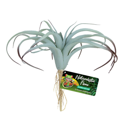 ZOOMED NATURALISTIC FLORA TILLANDSIA AIR PLANT