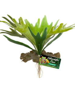 ZOOMED NATURALISTIC FLORA STAGHORN FERN