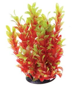 UNDERWATER TREASURE MINI LUDWIGIA RED