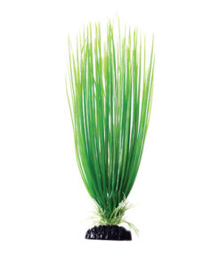 UNDERWATER TREASURE PP GREEN HAIRGRASS 12IN