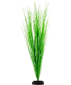 UNDERWATER TREASURE PP GREEN HAIRGRASS 24IN