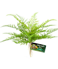 ZOOMED NATURALISTIC FLORA LACE FERN