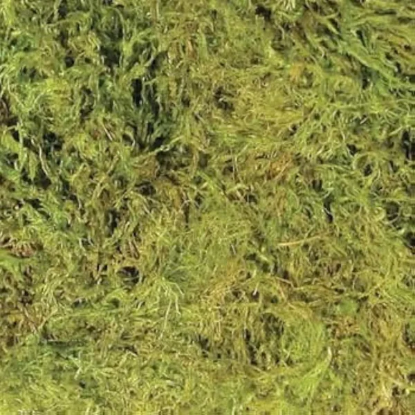 ZOOMED TERRARIUM MOSS 15/20 GL - Imagen 2