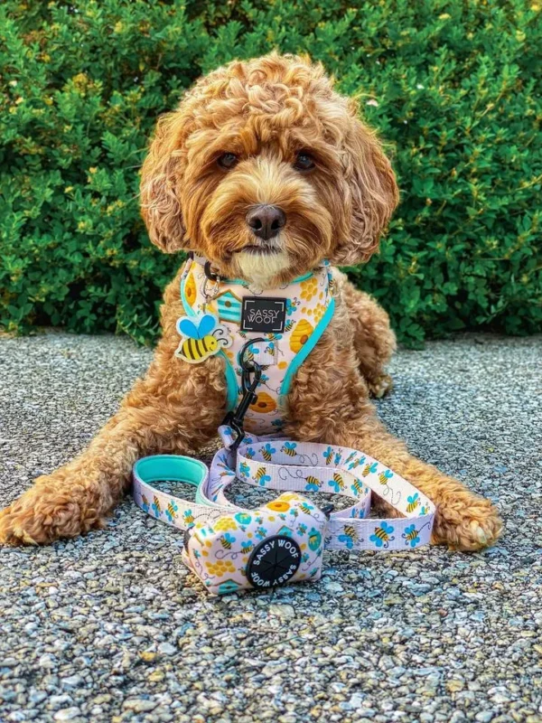 SASSY WOOF LEASH BEE SASSY - Imagen 2