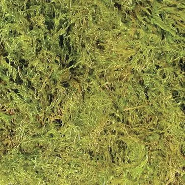 ZOOMED TERRARIUM MOSS 10 GL - Imagen 2