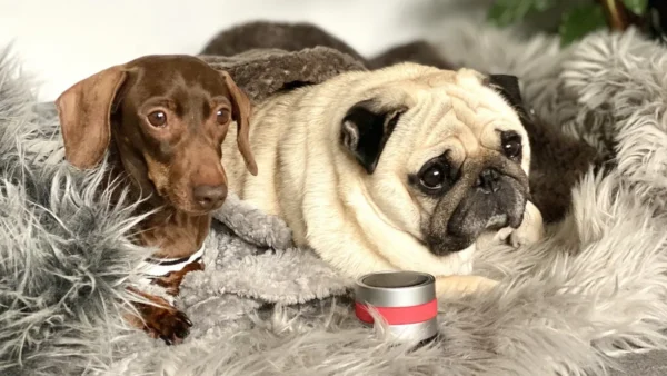 RELAXOPET PRO DOG - Imagen 2