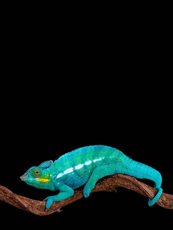 Molypets tienda para mascotas productos para reptiles