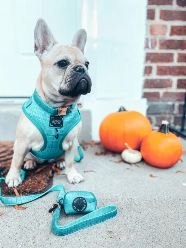 SASSY WOOF LEASH NAPA - Imagen 5