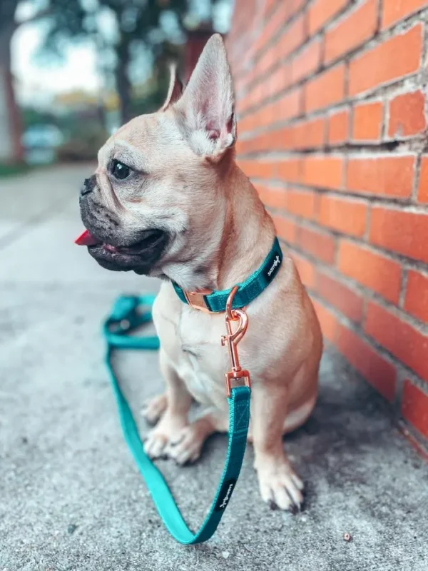 SASSY WOOF LEASH NAPA - Imagen 3