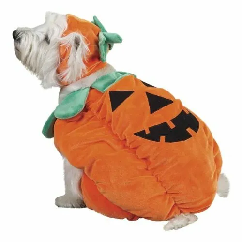 ZACK & ZOEY PUMPKIN POOCH